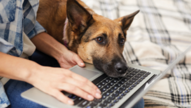 Collaboration to provide new online health tools - Dogster