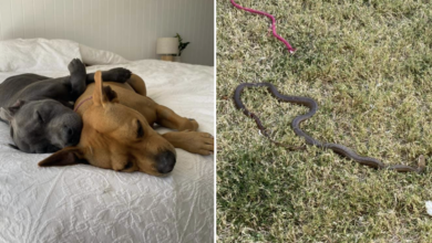 Pit Bull risks his life to save puppies from poisonous snakes