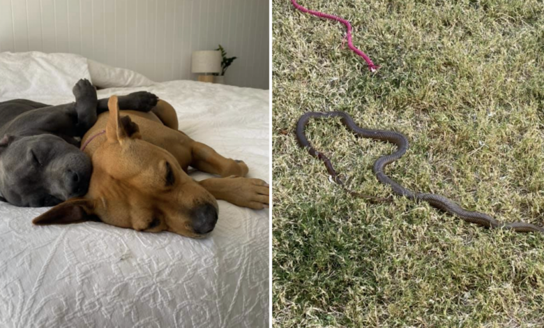 Pit Bull risks his life to save puppies from poisonous snakes