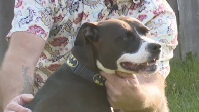 Stray Pit Bull thanks her new self by saving his life