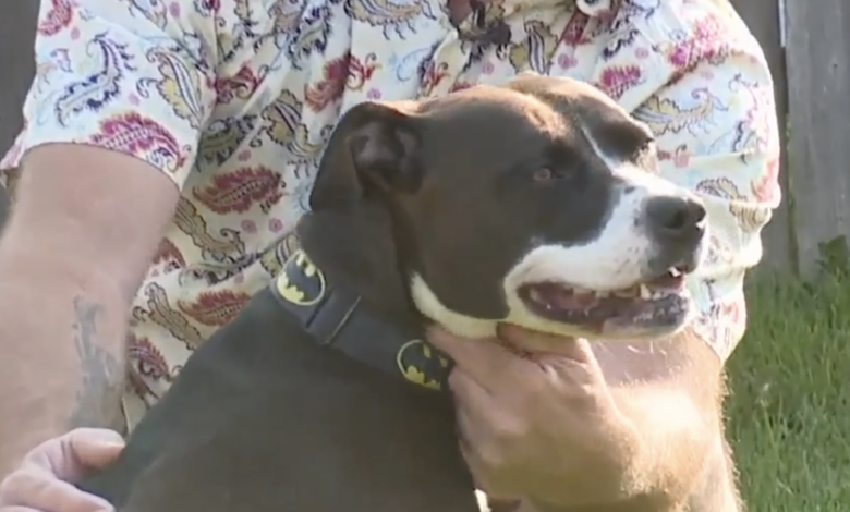 Stray Pit Bull thanks her new self by saving his life