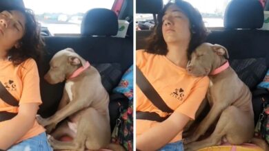 Tuckered Out Pittie Pup has a cozy car nap with his lover