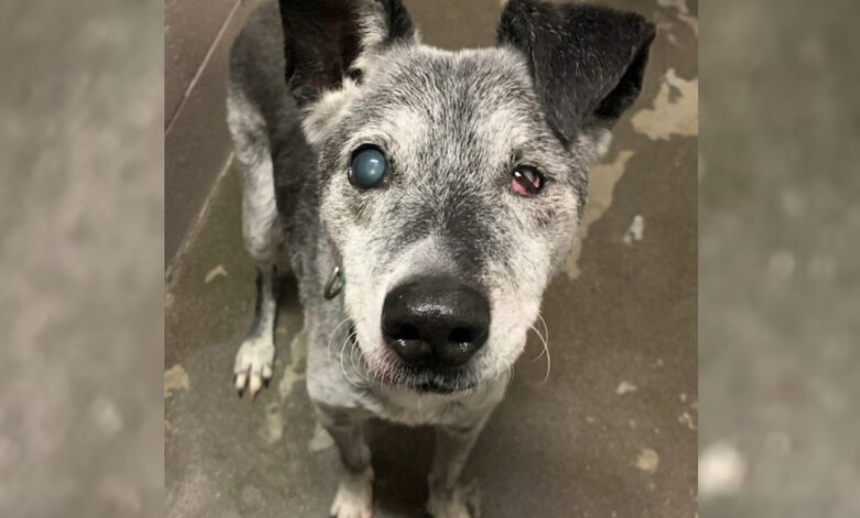 19-year-old dog given near the end of his life to a 'permanent' home