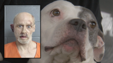 9-year-old rescue Pit Bull helps take down the intruder until the police arrive