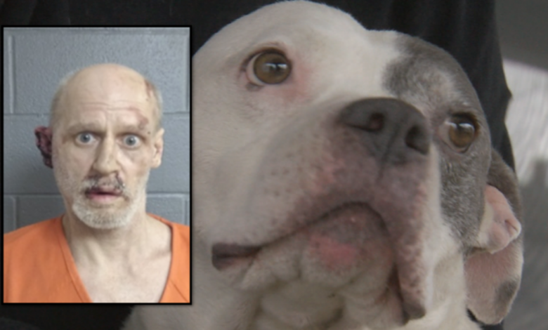 9-year-old rescue Pit Bull helps take down the intruder until the police arrive