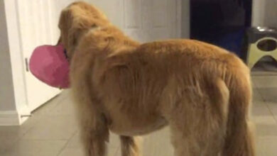 Family adopts pet dog even if vet is 'cautious' that it is mentally challenged