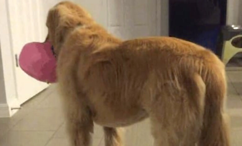 Family adopts pet dog even if vet is 'cautious' that it is mentally challenged
