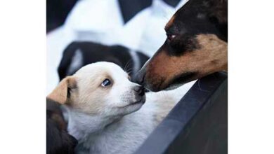 refugee dogs touching noses