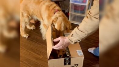 Golden Retriever lost his mind when he opened the lovely Amazon package