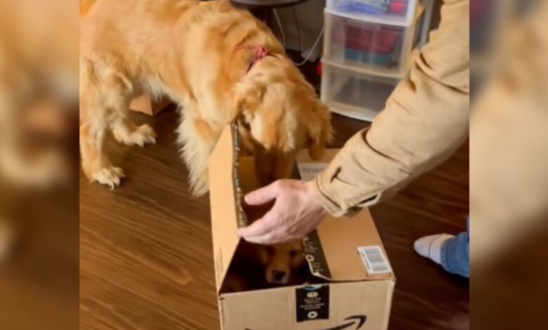 Golden Retriever lost his mind when he opened the lovely Amazon package