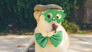 Green activities for you and your pets this St. Patrick's Day