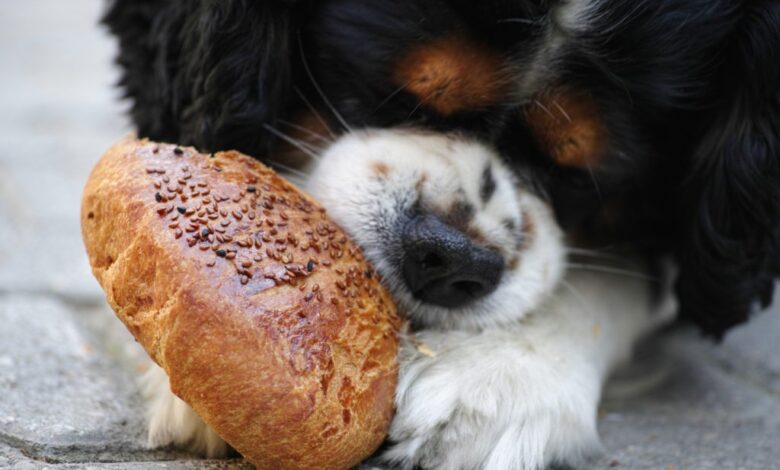 10 foods you should never feed your dog