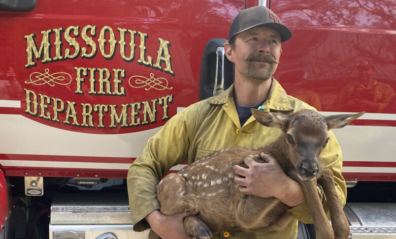 A moose is saved from the ashes of a New Mexico wildfire: NPR