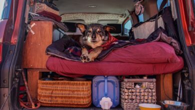 an example of a car camping set up with a dog