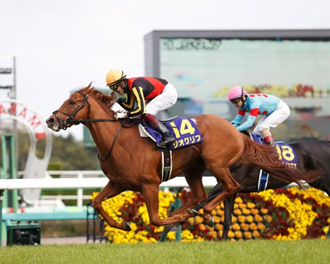 Geoglyph continues to bid for Japan's three crowns at the Battle of Derby