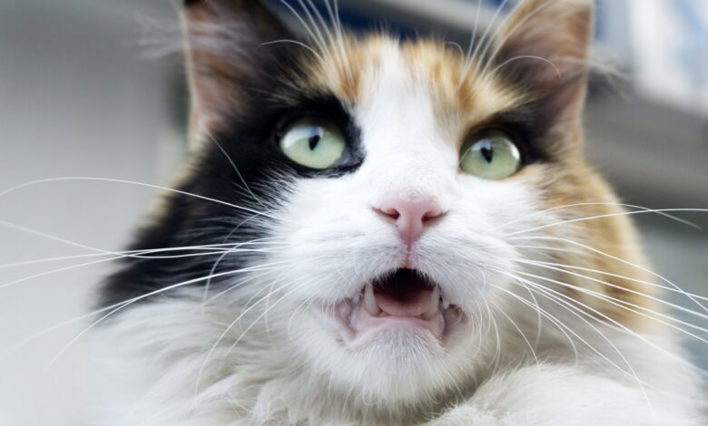 What smells do cats hate?  A few more things that might make your cat purr