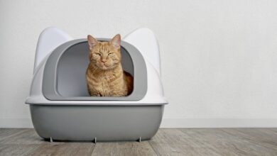 Cat Diarrhea: What Causes It and How To Make It Stop