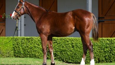 Two Frankel Colts on sale for a magical million weaning discount
