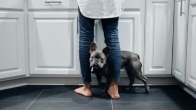 Questions to ask yourself when choosing the best food for your pet