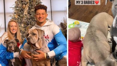 QB Head Patrick Mahomes 'Pups Welcome new baby to their family