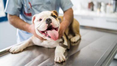 Dr. Aziza's top pet first aid tips she wishes all her pet parent patients would know