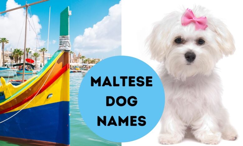 Maltese dog names
