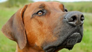 11 surprising things dogs smell that humans can't