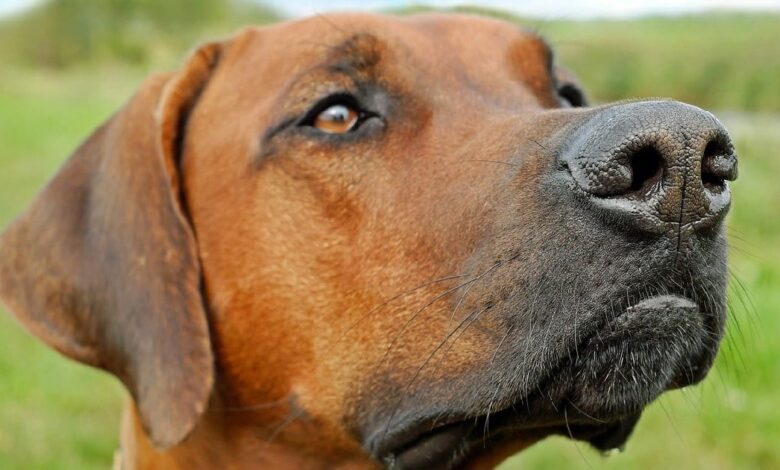 11 surprising things dogs smell that humans can't