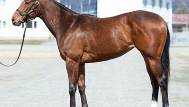 Sell ​​Hokkaido Sees Filly by Runhappy Get top titles