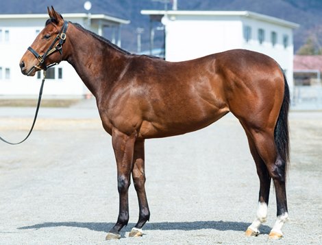 Sell ​​Hokkaido Sees Filly by Runhappy Get top titles