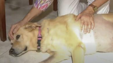 74-year-old jumps on crocodile head to save Golden Retriever