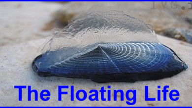Floating Life - A Whirlwind Story - Floating With It?