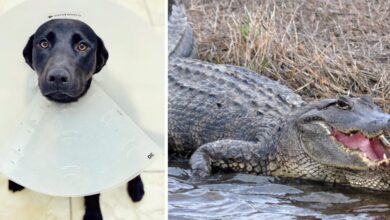 Coast Guard dives into Louisiana River to save his dog from an alligator