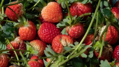 FDA investigates potentially strawberry-linked hepatitis A outbreak: NPR