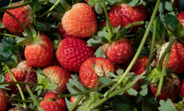 FDA investigates potentially strawberry-linked hepatitis A outbreak: NPR