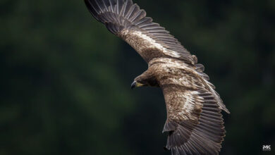 Learn How To Take And Edit This Eagle Photo From Start To Finish