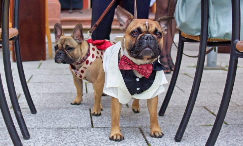 8 of the best dog costumes for weddings, parties and favorite occasions
