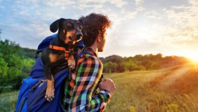 7 best dog backpacks for hiking, biking and traveling with your friends