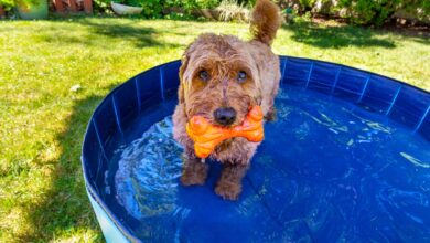 Do You Need A Dog Pool This Summer?  We asked an expert