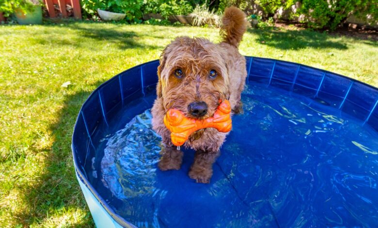 Do You Need A Dog Pool This Summer?  We asked an expert