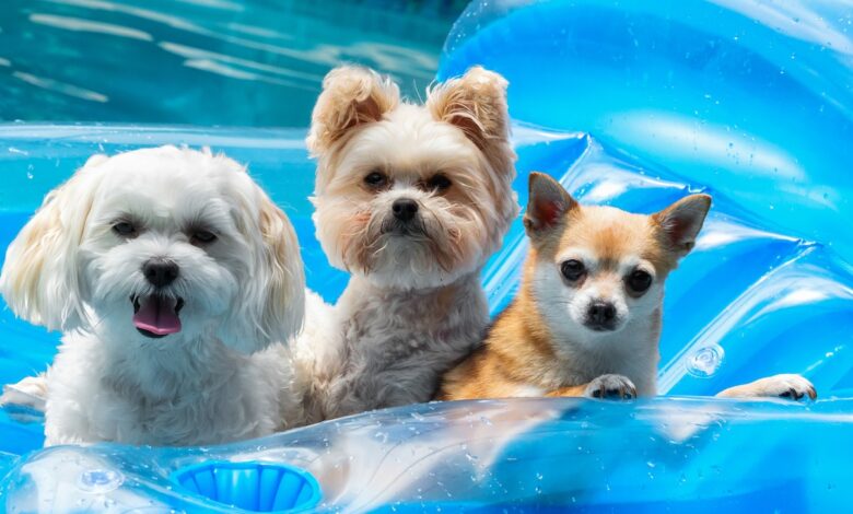 6 Best dog rafts and inflatable pools for splashing summer