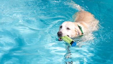 Why Your Kid's Toy Box Needs a Floating Dog Toy