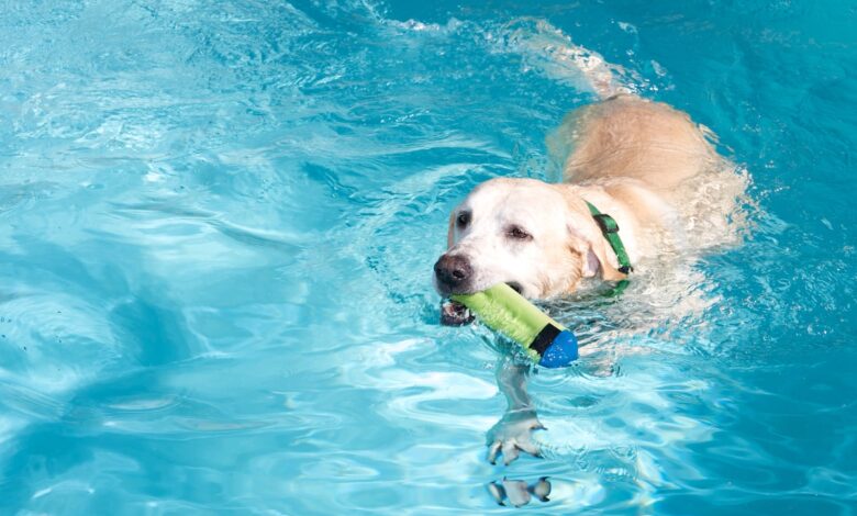 Why Your Kid's Toy Box Needs a Floating Dog Toy