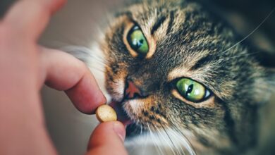 How to give medicine to cats