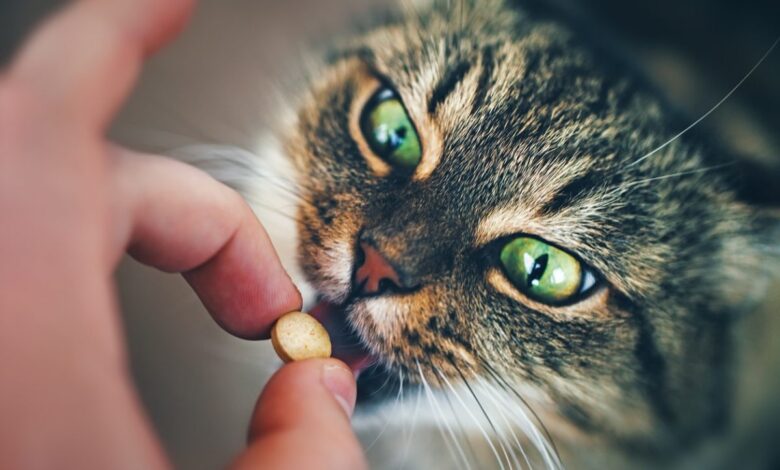 How to give medicine to cats