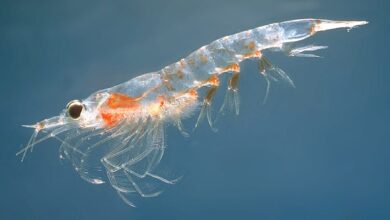 Krill oil may help older adults maintain muscle