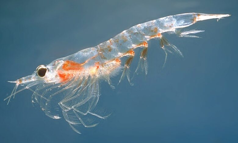 Krill oil may help older adults maintain muscle