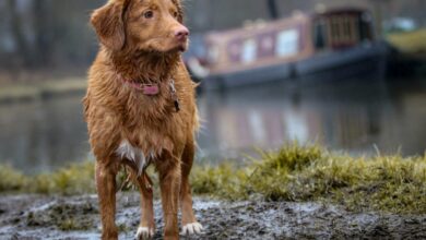 5 essential things when walking your dog on a rainy day