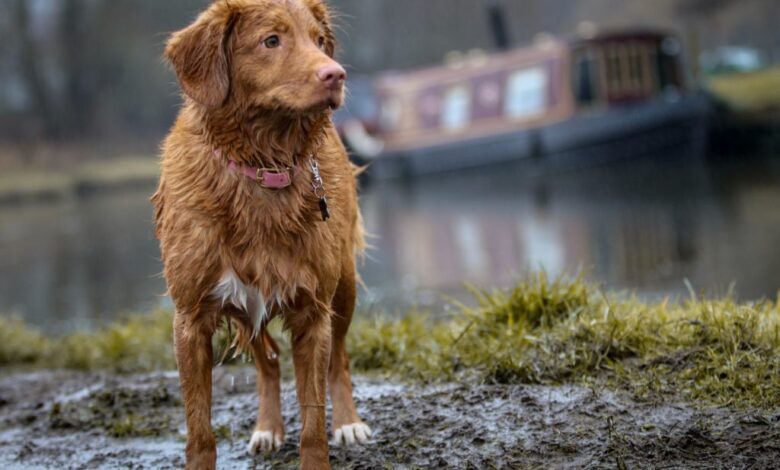 5 essential things when walking your dog on a rainy day