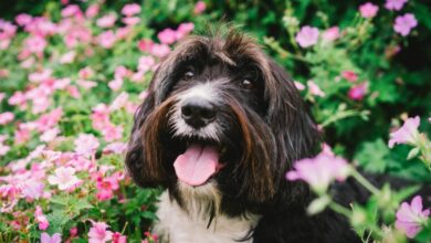 April Showers Bring May Flowers (Dog Friendly)!